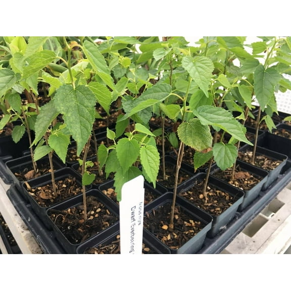 Dwarf Everbearing Black Mulberry Tree - Morus nigra - Live Plant