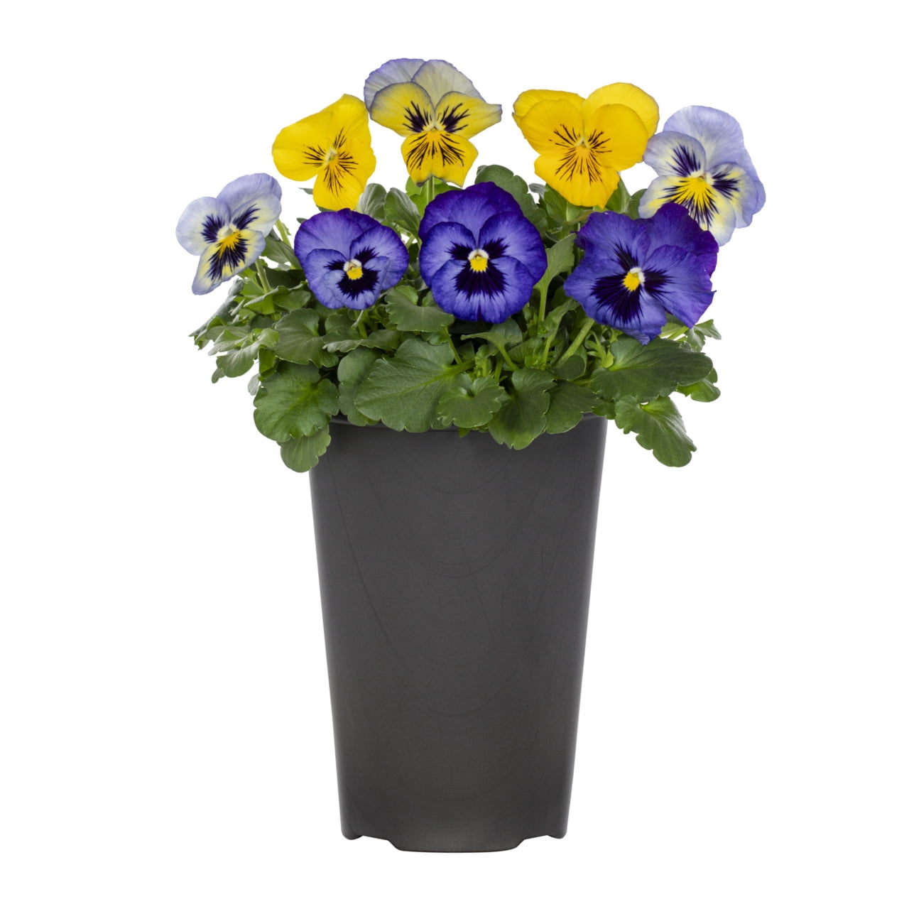 Expert Gardener 2.5QT Multicolor Pansy Live Plants with Grower Pot
