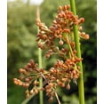 thumbnail image 5 of 1000 SOFT RUSH (Common Rush) Juncus Effusus Ornamental Grass Seeds, 5 of 10