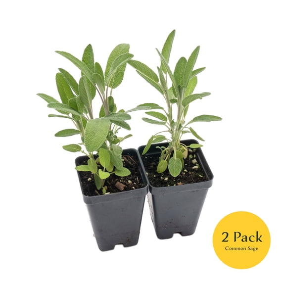 Common Sage, 2-Pack,  Live Plants , 2.5-inch Nursery Cubes | Salvia officinalis | Drought-Tolerant Evergreen Herb, Fragrant & Flavorful for Home & Garden