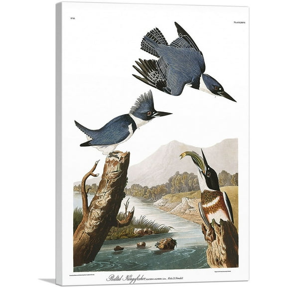 ARTCANVAS Belted Kingfisher Canvas Art Print by John James Audubon - Size: 18" x 12" (1.50" Deep)