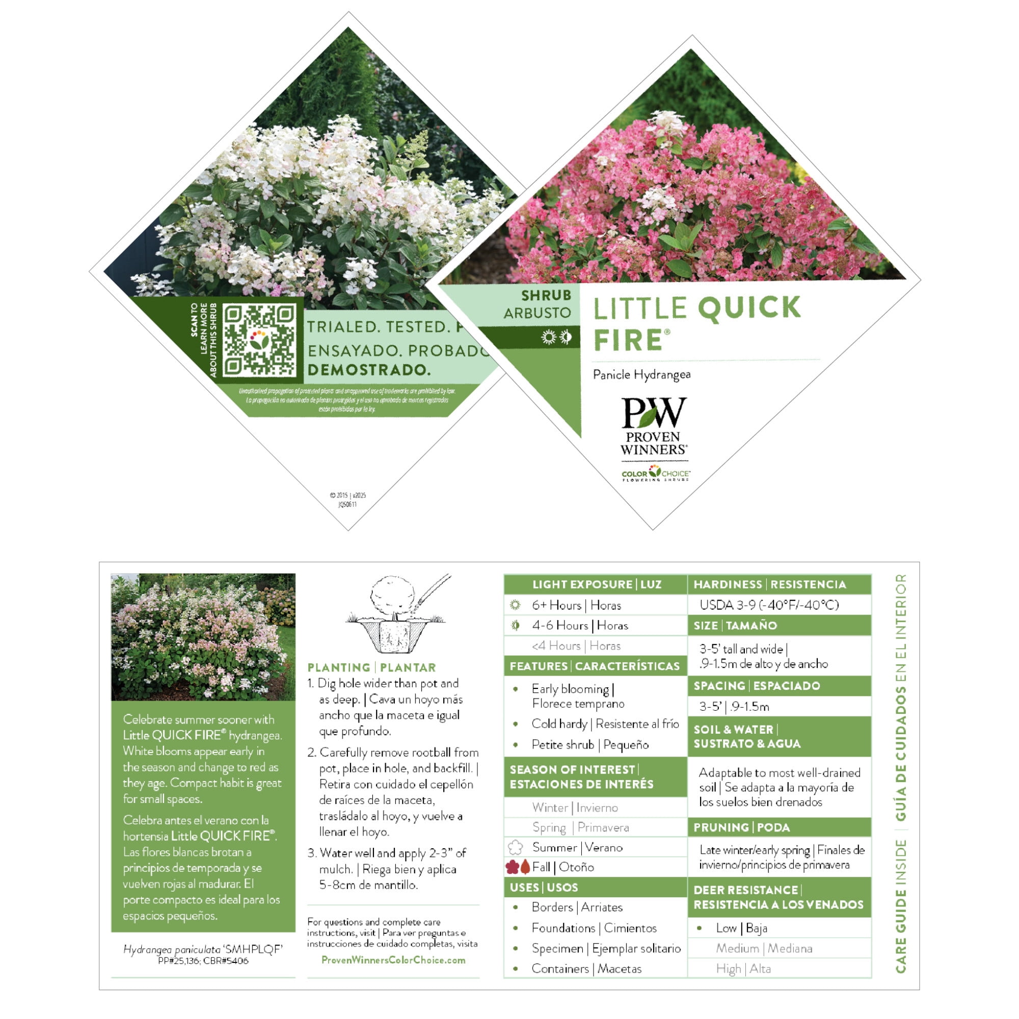 Proven Winners ColorChoice 6" Pink Little Quick Fire Panicle Hydrangea Live Plant in 7.5" Pot