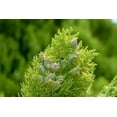 thumbnail image 3 of Blue Cone Arborvitae  2 Extra Large 3 Gallon Plants  Elegant & Hardy Evergreen Shrub, Striking Blue Foliage, Ideal for Privacy Screens, Hedges, and Landscape Accents, 3 of 5