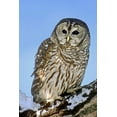 thumbnail image 2 of Welling, Dave 23x32 White Modern Wood Framed Museum Art Print Titled - CO, Barred owl perched on snowy branch, 2 of 4