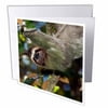 3dRose Brown-throated Three-toed Sloth, Wildlife - NA02 RNU0815 - Rolf Nussbaumer, Greeting Cards, 6 x 6 inches, set of 12