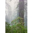thumbnail image 2 of Jones, Adam 23x32 Gold Ornate Wood Framed with Double Matting Museum Art Print Titled - Pacific Rhododendron in foggy redwood forest-Redwood National Park,, 2 of 4