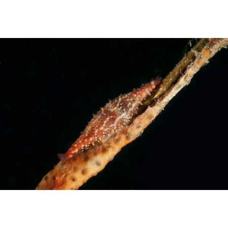 Red spindle cowrie on whip coral Bali Indonesia Canvas Art - Mathieu MeurStocktrek Images (35 x 23)