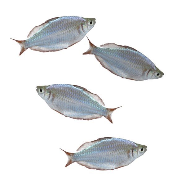 Dwarf Rainbowfish 4ct Addon Live Fish Collection