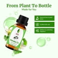 thumbnail image 4 of Aceite esencial SVA ORGANICS Manuka 10 ml 100% natural, 4 of 7