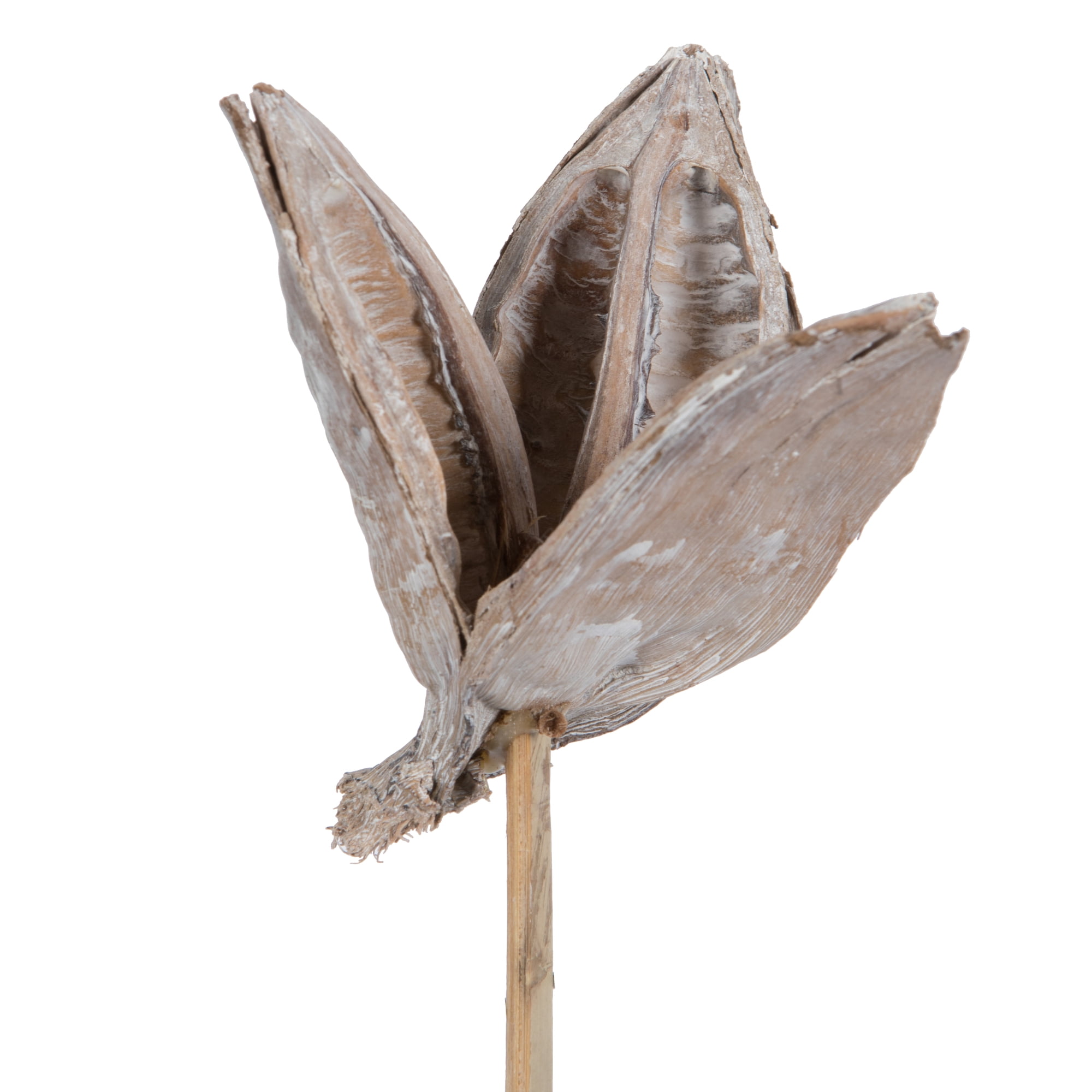 Vickerman 16" White Wash Sora Pod attached to a Wood Stem.  Includes 5 Stems per Pack, Dried