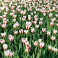 thumbnail image 3 of Sweet Sorbet Mixed Tulips, 16 Bulbs- Red, Pink & White Flowers -  Attracts Bees & Butterflies - Spring Blooming, Easy to Grow & Maintain, 3 of 6