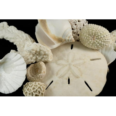 White Seashells, Sand Dollar, and Coral from around the World Print Wall Art By Cindy Miller (Best Seashells In The World)