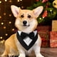 thumbnail image 5 of Collar de perro con pañuelo de boda formal para perro con pajarita, disfraz de cumpleaños, esmoquin ajustable para fiesta de mascotas, NEGRO, 5 of 5