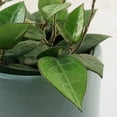 thumbnail image 5 of 4 in. Hoya Black Margin Plant in Grower Container (3-Pack), 5 of 9