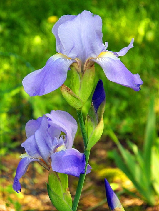 Purple Iris Lavender Iris Bearded Iris-20 Inch By 30 Inch Laminated