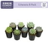 Element by Altman Plants 2.5" Echeveria Live Succulents (8 Pack)