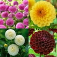thumbnail image 2 of 40+ Seeds-Pompon Dahlia Mix Seeds-#D034-Authentic Seeds-Flowers-Seeds-Rose seeds-Herb seeds-Vegetable Seeds-Mix Seeds for Plant- B3G1, 2 of 4