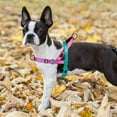 thumbnail image 4 of Didog No Pull Dog Harness with Soft Padded Handle, Quick Fit & Lightweight Adjustable Vest Harness, Easy for Training Walking for Small & Medium and Large Dogs, 4 of 6