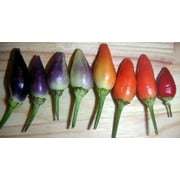 25 Seeds BOLIVIAN RAINBOW PEPPER Multi Colored Chili Capsicum Annuum Vegetable Seeds