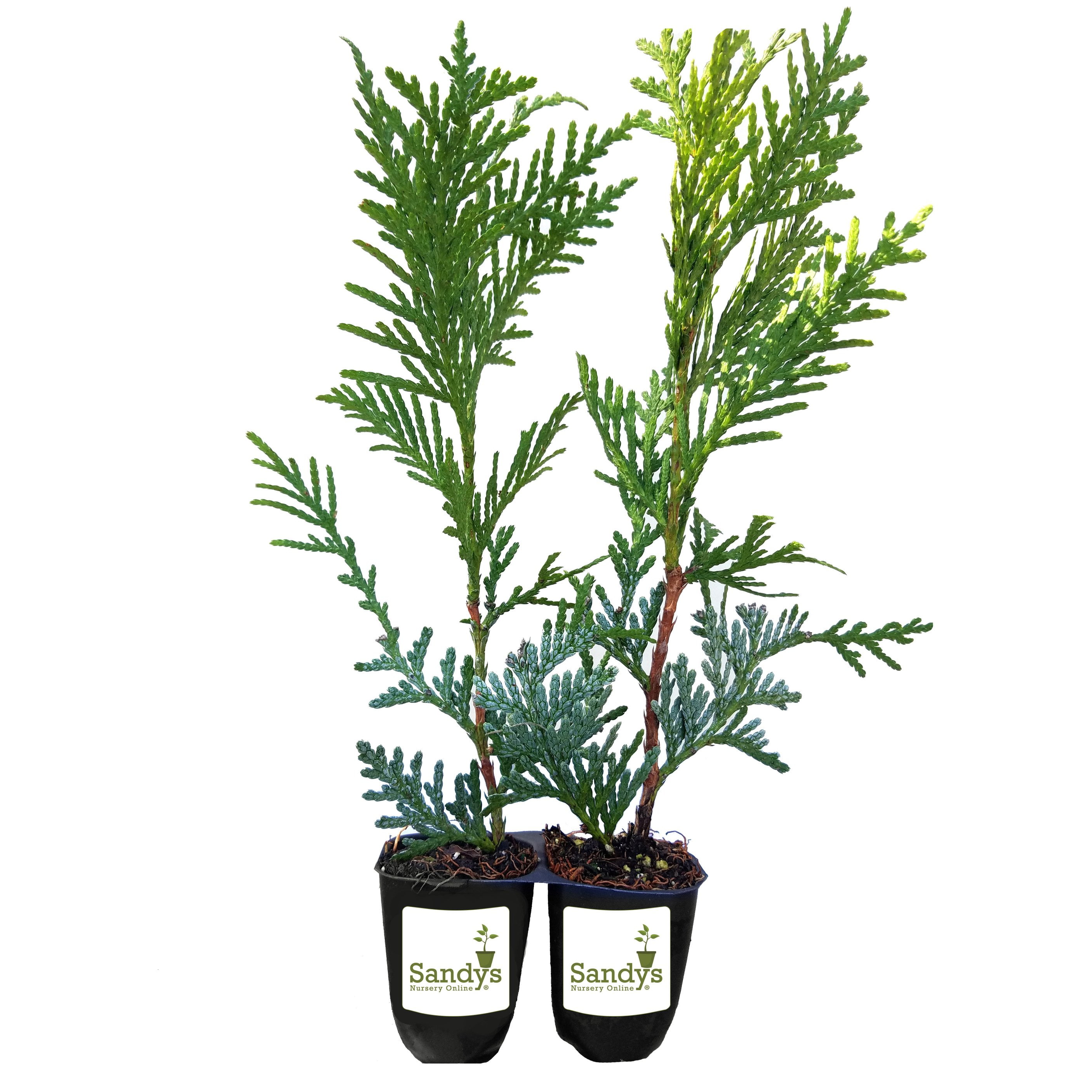 Thuja Green Giant Arborvitae Tree Starter Plant, Lot of 12