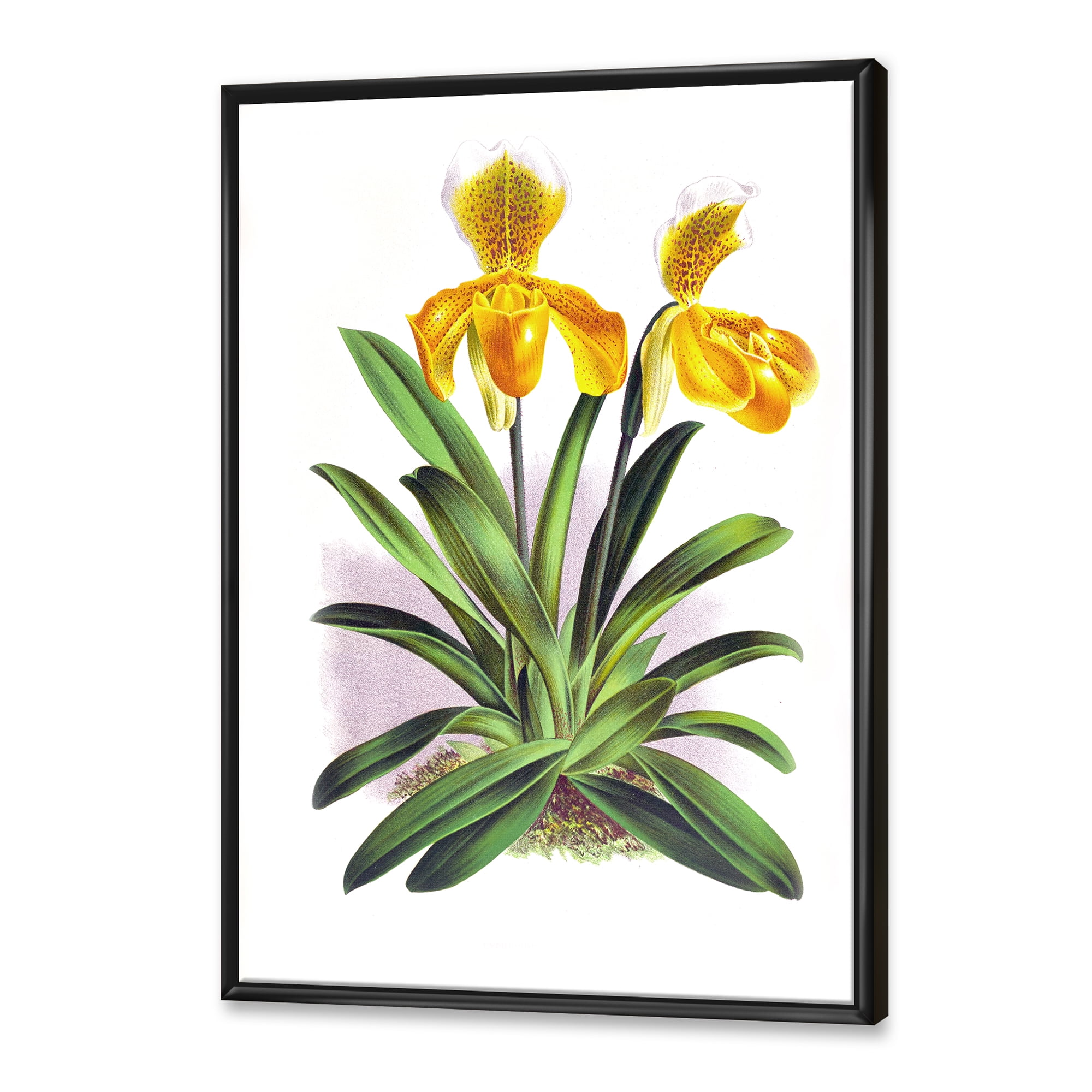 Designart 'Yellow Vintage Orchid' Traditional Framed Canvas Wall Art Print