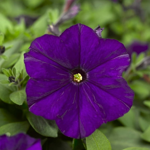 Petunia - Picobella Series Flower Garden Seed - 1000 Pelleted Seeds - Blue Blooms - Annual Petunias - Mini-flowered dwarf plants