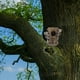 thumbnail image 5 of Comedero Para Pájaros Raccoon Tree Stump Pajarera De Madera Natural Con Diseño Para Jardín, 5 of 8