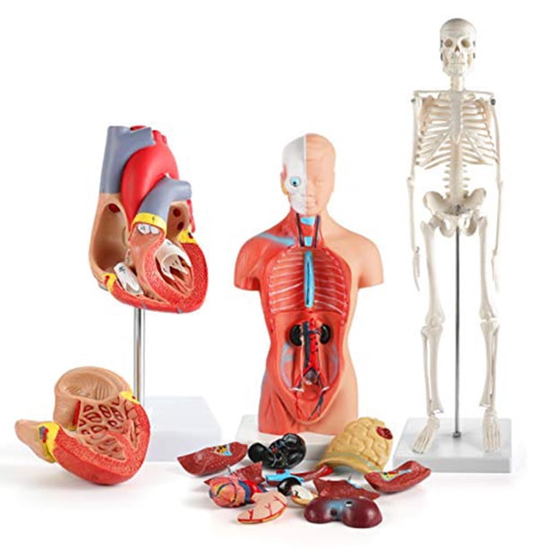 Modelo de esqueleto de torso de corazón ANGGREK Kit de modelo anatómico humano PVC respetuoso con el medio ambiente
