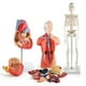 thumbnail image 1 of Modelo de esqueleto de torso de corazón ANGGREK Kit de modelo anatómico humano PVC respetuoso con el medio ambiente, 1 of 7