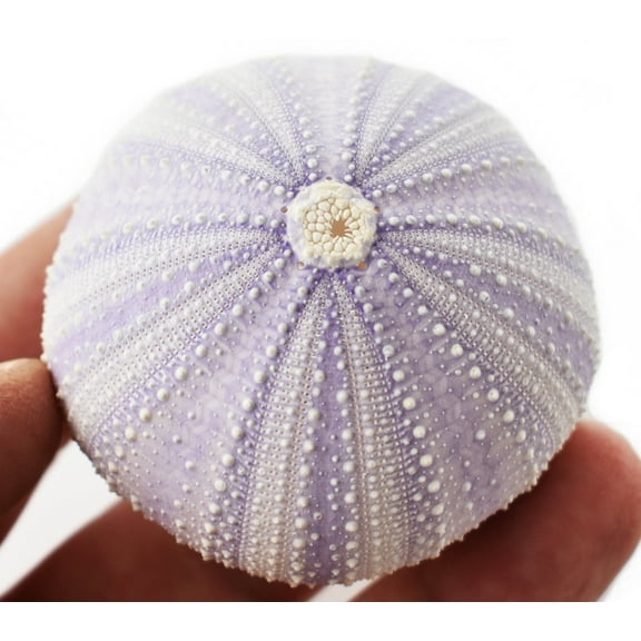 1 Beautiful Natural Purple Sea Urchin 2"- 2 1/2" Coastal Beach Crafts Decor Art Coastal Cottage