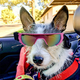 thumbnail image 5 of Gafas protectoras para perros, gafas de sol para perros pequeños, impermeables, resistentes al viento y con protección UV y correa ajustable., 5 of 5