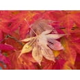 thumbnail image 2 of Wild, Jamie and Judy 14x12 White Modern Wood Framed Museum Art Print Titled - Washington State-Maple leaves, 2 of 4