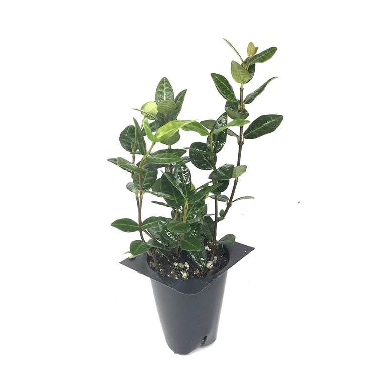 Asiatic Jasmine Minima - 60 Live Plants - Evergreen Ground Cover