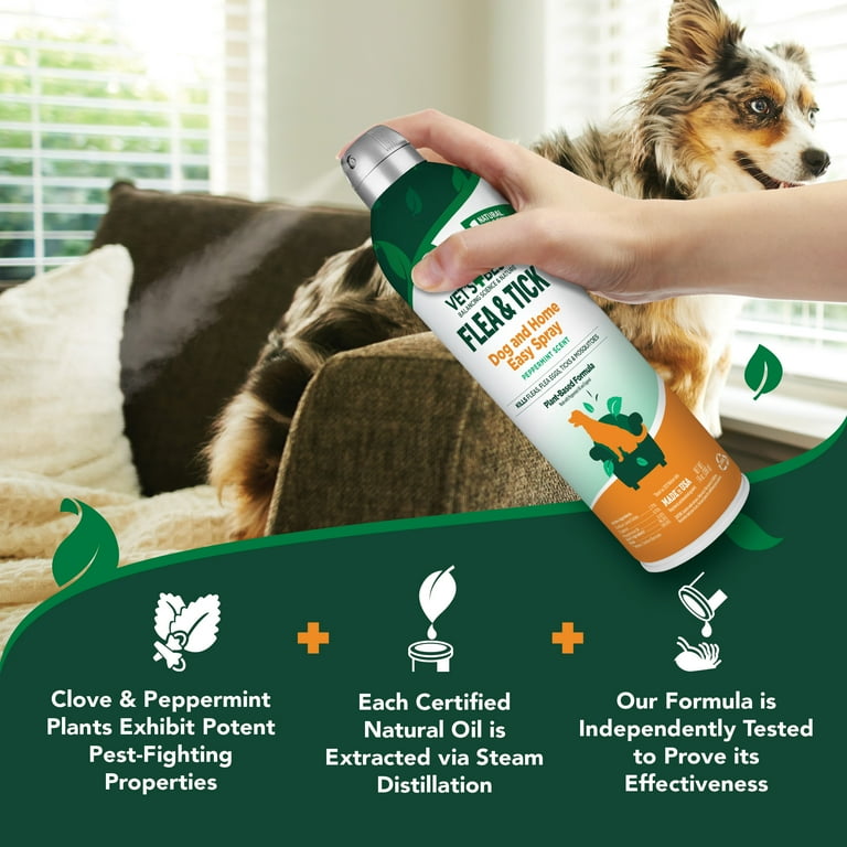 Homemade flea treatment for home hot sale