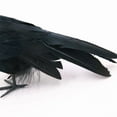 thumbnail image 6 of Coollooc Halloween Realistic Crow, Extra Large Black Feathered Standing Crow for Halloween Decorations Birds,Spooky Ravens for Indoor Outdoors Yard Tree Garden Patio Haunted House Prop Decor(B), 6 of 7