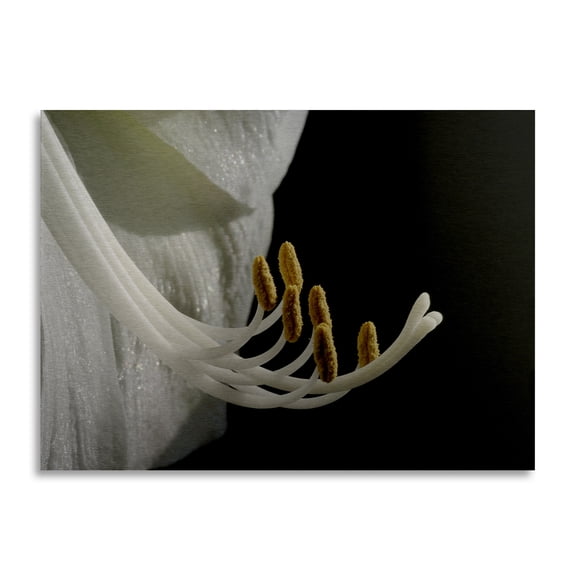 Trademark Fine Art 'Intimate Amaryllis' Brushed Aluminum Wall Art Art by Kurt Shaffer
