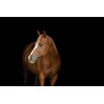 thumbnail image 5 of Vitamin E en pellets MVP 5.000 UI 1,36 kg para caballos, 5 of 5