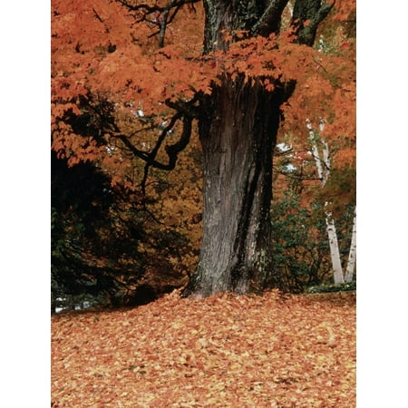 Fall Foliage, Vermont Print Wall Art By Dave (Best Fall Foliage Places In Vermont)