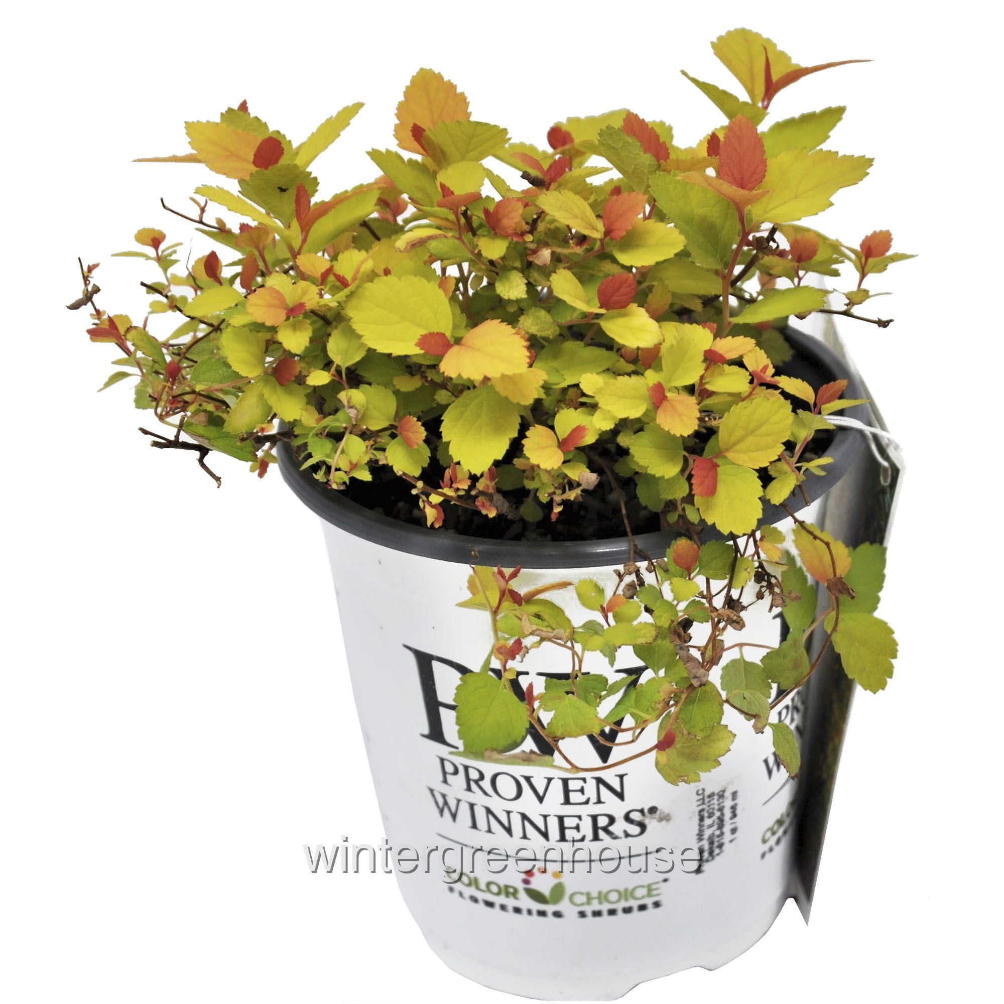 Spiraea Japonica ‘NCSX1’ Double Play® Candy Corn®, Spirea Pot Size 4