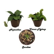 Live Carnivorous Plants Starter Pack Potted Venus Flytrap Sundew and Nepenthes
