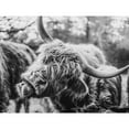 thumbnail image 3 of Diener, Dakota 14x12 Black Modern Framed Museum Art Print Titled - Crazy Cow I, 3 of 5