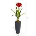 thumbnail image 2 of Nearly Natural 3.5ft. Amaryllis Artificial Plant in Gray Planter, 2 of 2