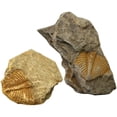 thumbnail image 1 of CNKOO 2Pcs Trilobite Fossil Paleontology Fossil Fun Science Ornaments Teaching Props, 1 of 7