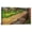 Pollard Willows, variant on Vincent Van Gogh Painting Van Gogh Thatched Sandstone Cottages in Chaponval Canvas Wall Art