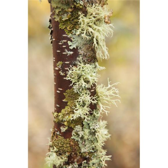Moss Growing on A Birch Tree Trunk - Thunder Bay Ontario Canada Poster Print - 24 x 36 in. - Large