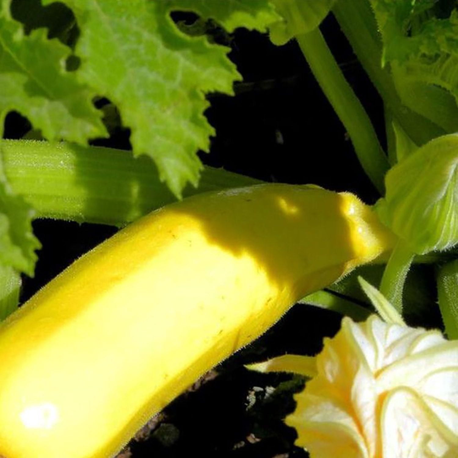 Proven Winners 4"   Gold Rush Zucchini Live Plant in 4.25" Pot (4 Count)