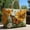 A, variant on Unique Pattern Printed Canvas Tote Bag Women Casual Cotton Shoulder Handbag Reusable Grocery Beach Book Shopping Bag