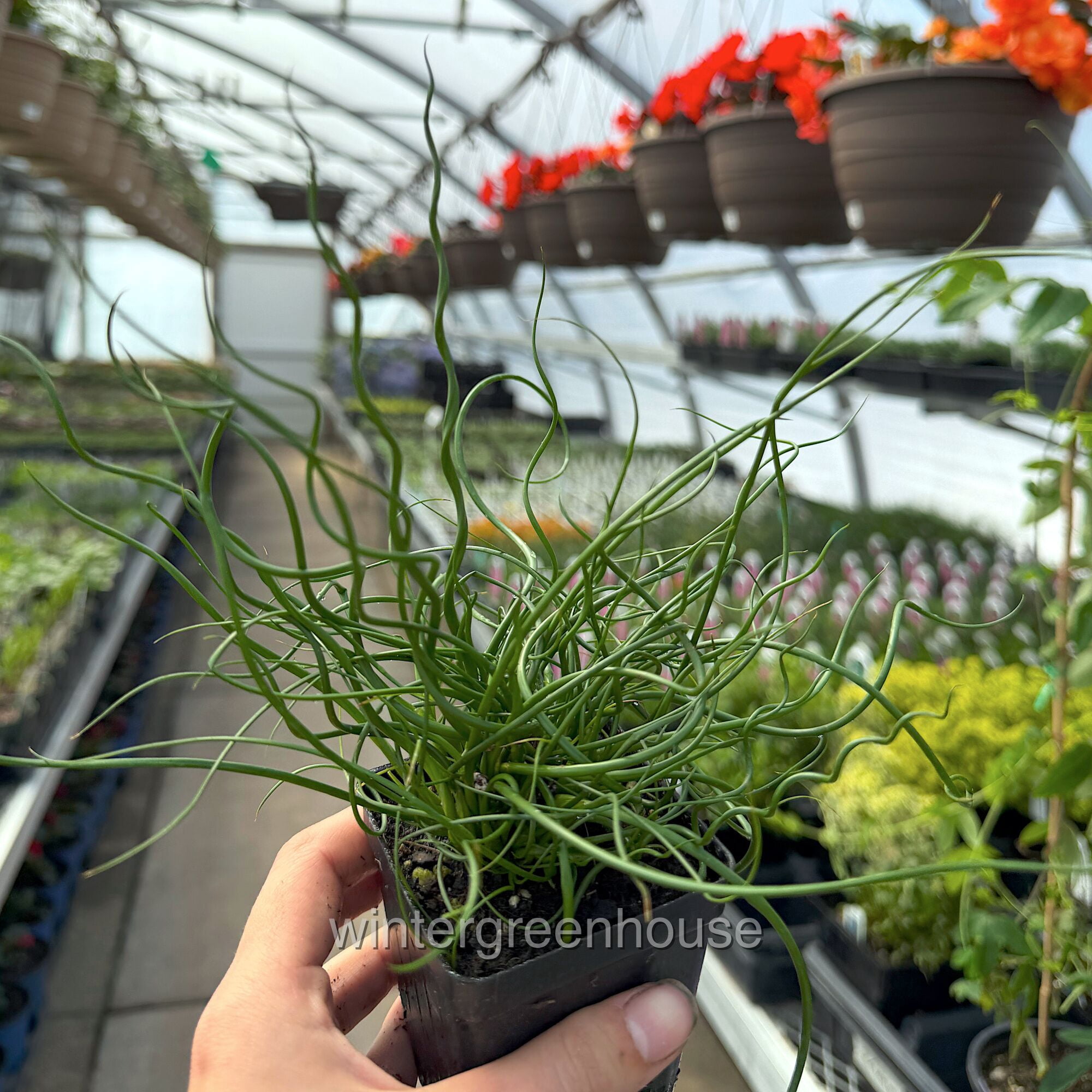 Juncus Effusus Spiralis, Corkscrew Rush - 3"" Pot Size, Live House Plant,  Free Shipping, Indoor Use" - Walmart.com