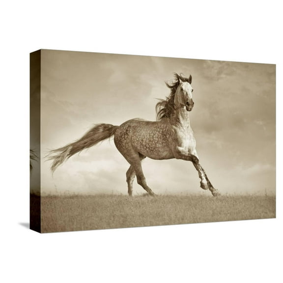 Art.com Like the Wind Stretched Canvas Print Wall Art by Lisa Dearing, 18" x 12"