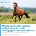 thumbnail image 2 of PRN Pharmacal Duralactin Equine Joint Plus Pellets - Joint Health Support Supplement for Horses Helps Support Healthy Cartilage, Joint Function & Soreness Management - 3.75 lbs, 2 of 7